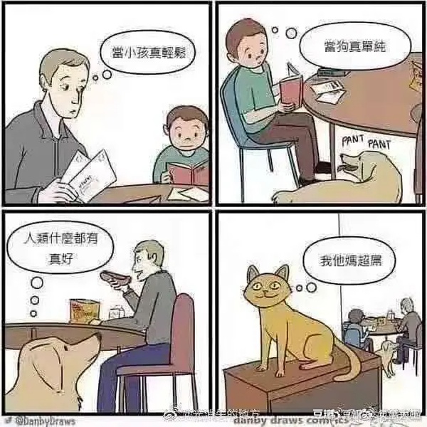 猫都在想啥